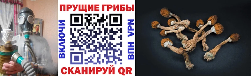 Купить где  Старый Оскол  Псилоцибиновые грибы GOLDEN TEACHER 
